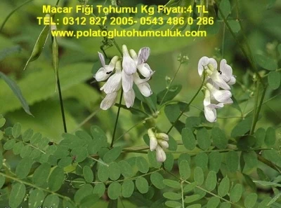 Ankara Macar Fiği, Macar Fiğ, Macar Fiği Fiyatı, Macar Fiğ Tohumu, Macar Fiğ Tarımı
