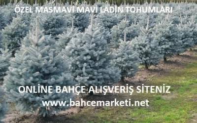 Mavi Ladin Tohumu,Mavi Ladin Tohumu Fiyatı,Mavi Ladin Tohumu Fiyatları,Mavi-Ladin-Tohumu,Maviladin