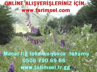 Macar Fiği, Macar Fiği Tohumu, Macar_Fiği_Tohumu, Macar_Fiğ, Macar Fiği Fiyatı, Macar Fiğ Tohumu, Macar Fiğ Tarımı, Yonca Tohumu