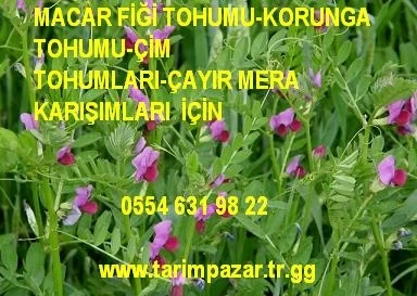 Macar Fiği, Macar Fiği Tohumu, Macar_Fiği_Tohumu, Macar_Fiğ, Macar Fiği Fiyatı, Macar Fiğ Tohumu