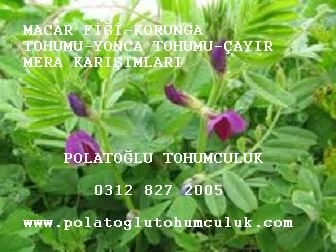 Macar Fiği, Macar Fiği Tohumu, Macar_Fiği_Tohumu, Macar_Fiğ, Macar Fiği Fiyatı, Macar Fiğ Tohumu