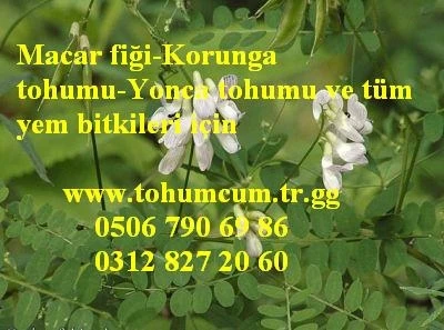 Macar Fiği, Macar Fiği Tohumu, Macar_Fiği_Tohumu, Macar_Fiğ, Macar Fiği Fiyatı, Macar Fiğ Tohumu