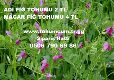 Adi Fiğ Tohumu,Adi Fiğ,Macar Fiğ,Adi Fiği,Adi-Fiğ-Tohumu