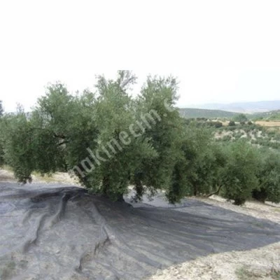 Zeytin Yaygı