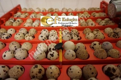 Hatching viols (including conversion engine)