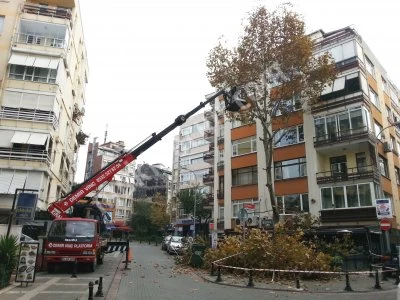 TREE PRUG COMPANIES