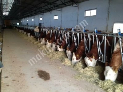 Kilitleme Sistemi Çift Açılır Kilitleme Yemlik Kilitleme Büyükbaş Hayvan Kilit Sistemi