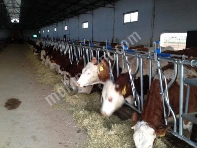 Kilitleme Sistemi Çift Açılır Kilitleme Yemlik Kilitleme Büyükbaş Hayvan Kilit Sistemi