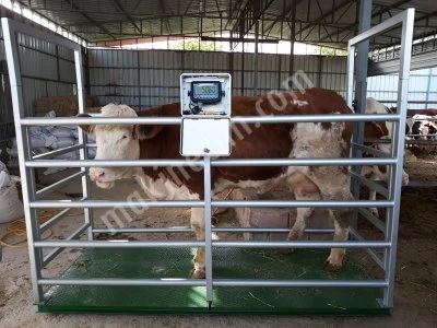 Livestock Scale