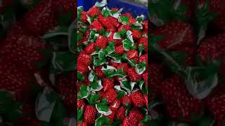 German Nagema Bag Bobbon Wındıng Machıne