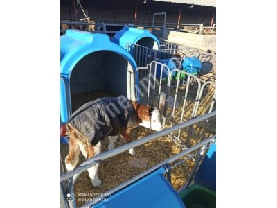Calf Kennel