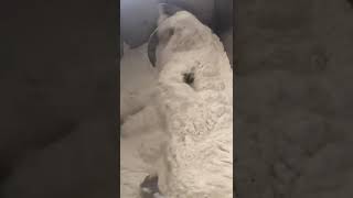 Toz Karıştırıcı Paslanmaz Gıda Mikseri İmalat ' Dan