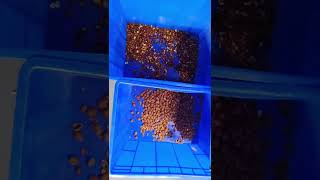 Yapay Zeka Makinamız ,Sortex , End Sorter