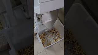 Tahıl İçin Hassas Renk Seçici
