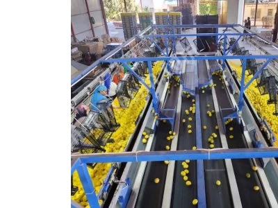 2000'Lik 8 Boy Piyano Narenciye Boylama Makinesi.Tam Takım...Tak Çalıştır.!