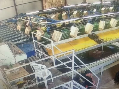 2000'Lik 8 Boy Piyano Narenciye Boylama Makinesi.Tam Takım...Tak Çalıştır.!