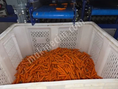 Sizing Machine For Vegetables and Fruits Such As Carrots, Radishes, Potatoes, Onions, Lemons, Etc