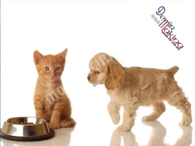 Ligne Industrielle De Production D'aliments Pour Chats Et Chiens
