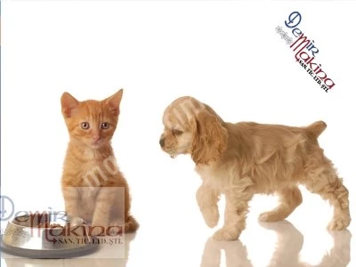 Ekstrüzyon Kuru Kedi Maması Üretim Makinası