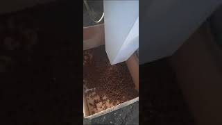 Pet Maması İçin Hijyenik Ekstrüzyon Makinası