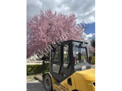 Ankara Forklift Kiralama